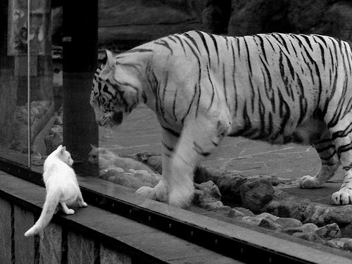 开云真人体育娱乐-_夏季水上漂流节：清凉一夏的极限挑战_，水上漂流运动满足的条件